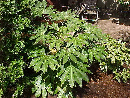 Fatsi or Japanese Aralia